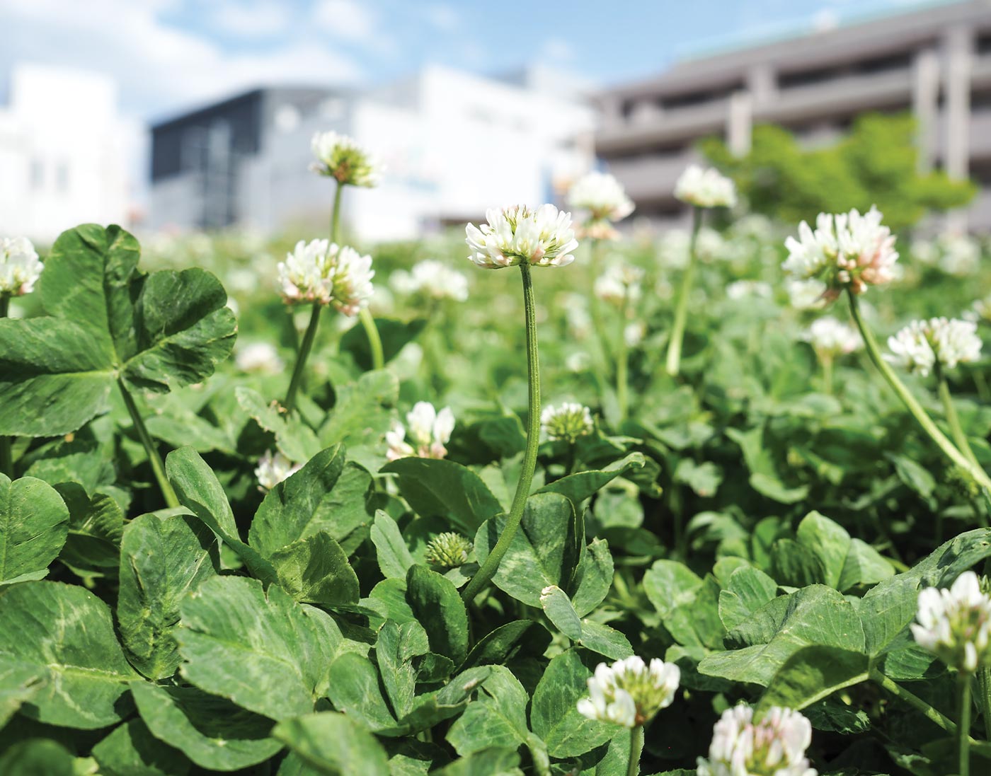 close up of the white clover plant