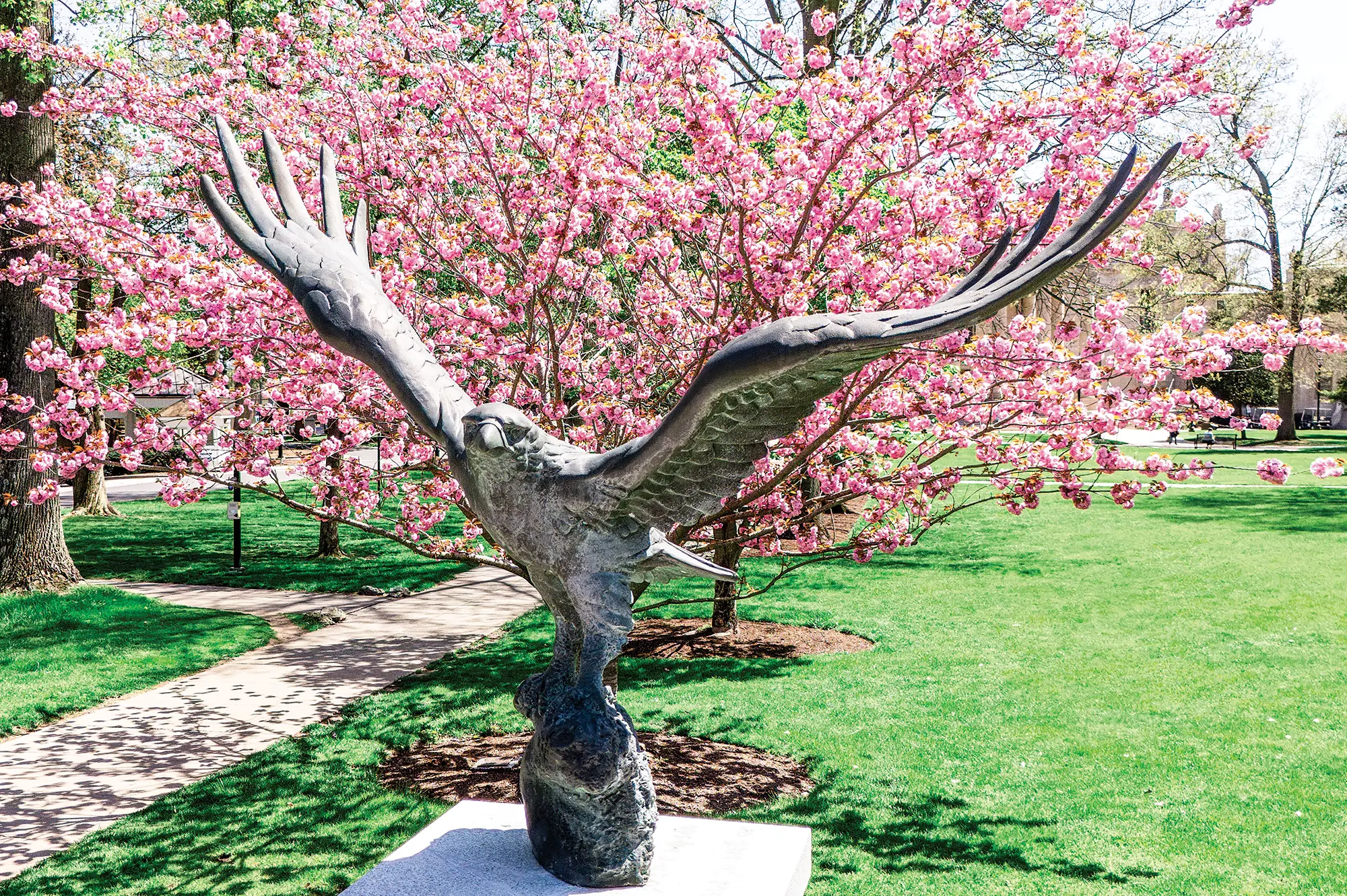 Portrait orientation outdoor photograph of a faded rusty lighter bronze eagle shaped statue with outstretched wings, perched on a stone base situated on top of a grassy surface ground with blooming pink cherry blossom trees nearby this eagle shaped statue and a building in the far distant background behind everything on a sunny bright clear day
